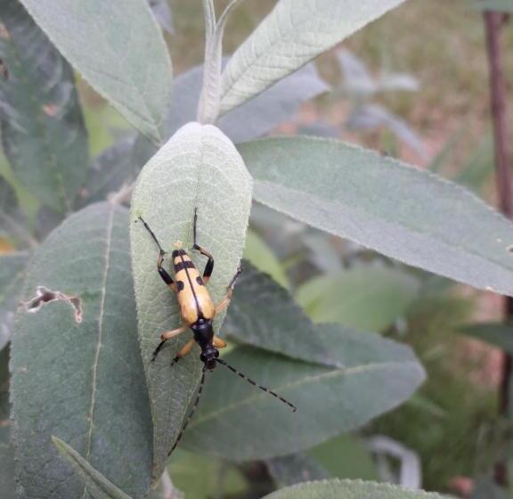 キングサイズベッドのスタンダードルーム, Duc Manoir Chambres D Hôtes