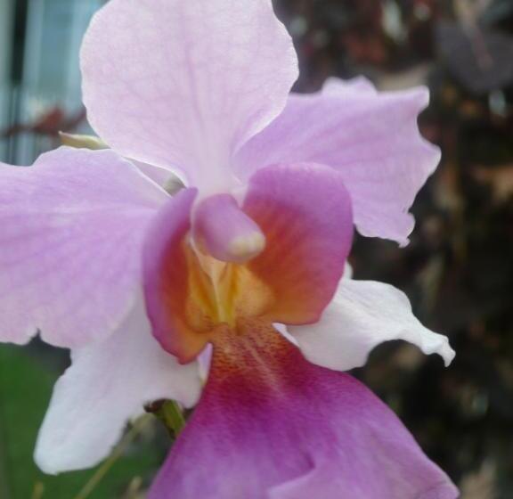 خانه 2 خوابه, La Maison Aux Orchidées