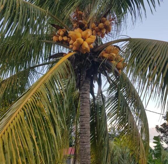 خانه 2 خوابه, La Maison Aux Orchidées