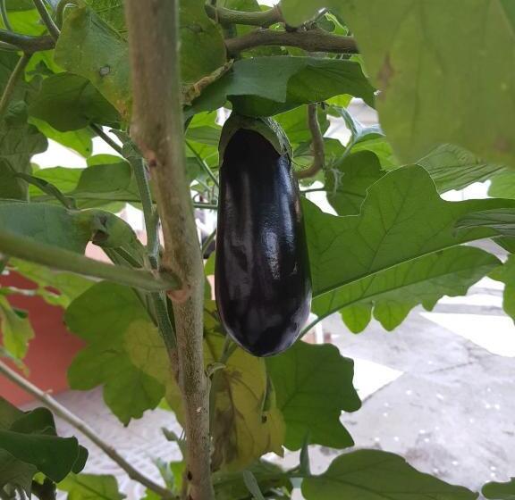 استودیو استاندارد با چشمانداز استخر, La Maison Aux Orchidées