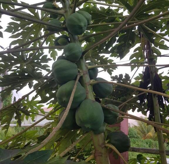 استودیو استاندارد با چشمانداز استخر, La Maison Aux Orchidées