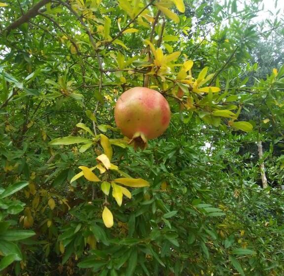 آپارتمان 1 خوابه با چشمانداز باغ, B&b 1787 In Montechiaro