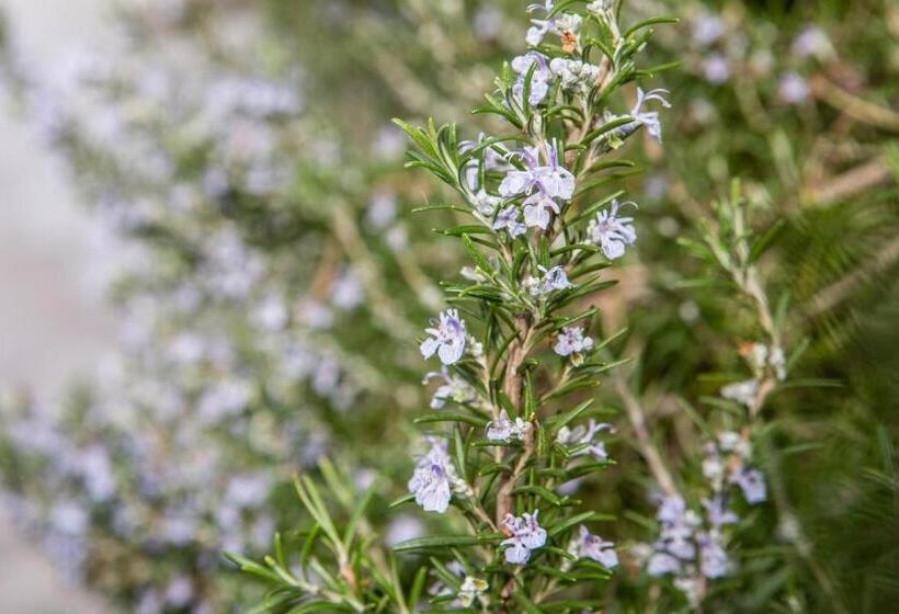 غرفة قياسية مع حمام خارجي, Alghero In Bicicletta