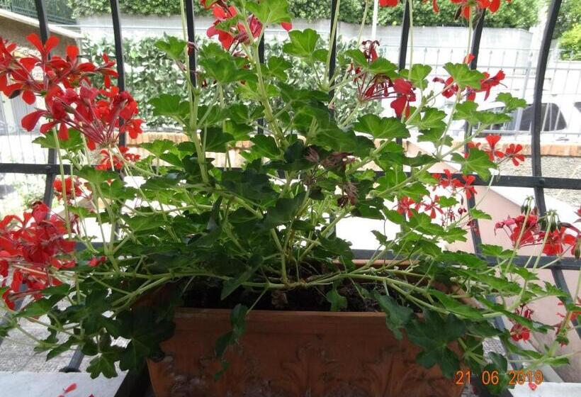 디럭스 룸, Bed&bluup