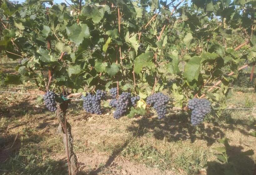 דירה בת חדר שינה 1 עם מרפסת, Agriturismo Fioralba