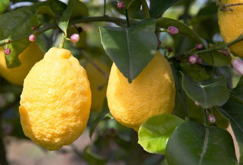 Номер Стандарт с Террасой, Trendy And Luxe B&b And Garden Suite