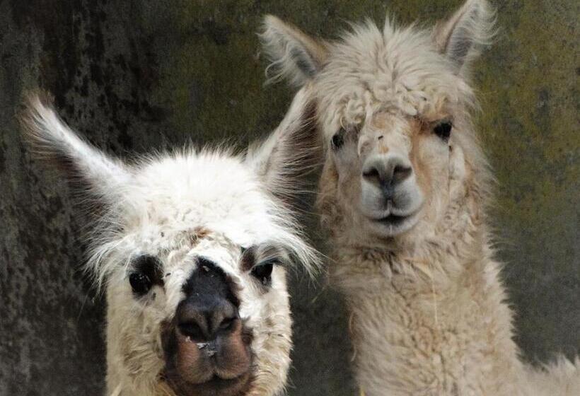 חדר משפחתי, B&b Le Corbier