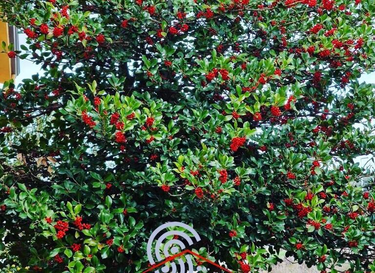 غرفة قياسية ثلاثية, Le Rose Di Santina