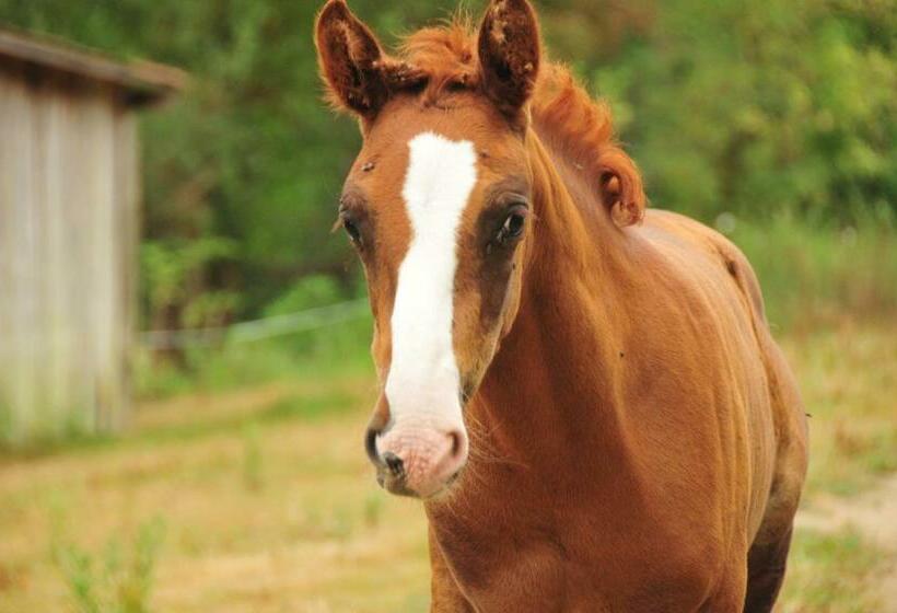 Семейный Номер, Le Relais Des Fees