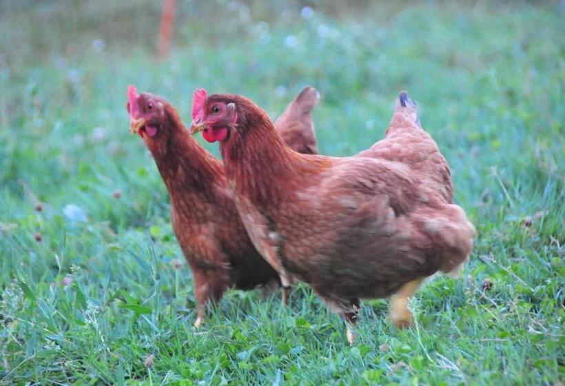 Семейный Номер, Le Relais Des Fees