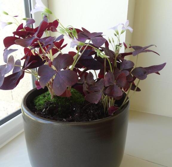 סוויטת סופריור, Lago Peshtera