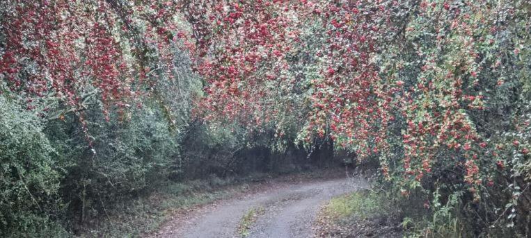 בקתת חדר, Wild Hare Cottages