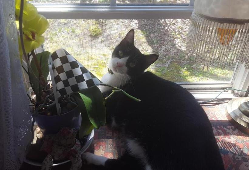 דירת חדר בקומת קרקע, A Meadow House