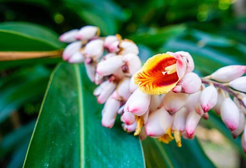 Хижина, Wildwood