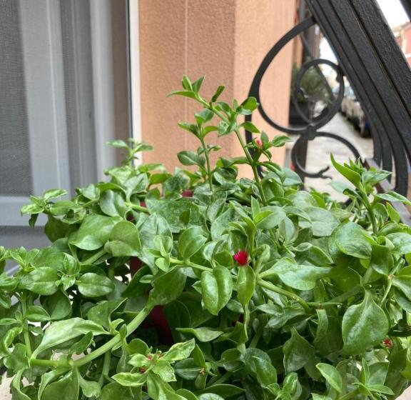 חדר סטנדרט לשלושה, Da Mattia