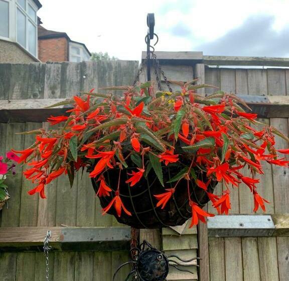 이코노미 싱글 룸, 38 Whitehall Road