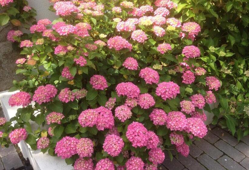 スタンダードルーム, Les Hortensias