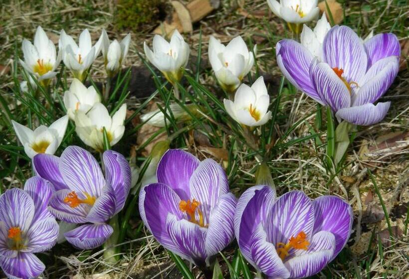 マウンテンビュースタンダードルーム, Gasthof Lamprechtbauer