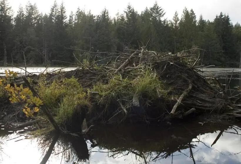 デラックススイート, Beaver Hut Bed And Breakfast
