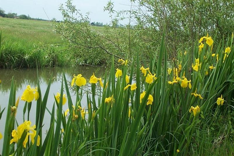 家庭间, ô Maxethel