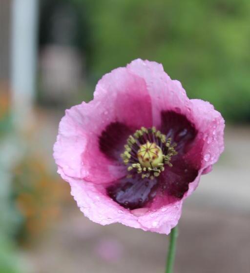 חדר סטנדרט, Old Leura Dairy
