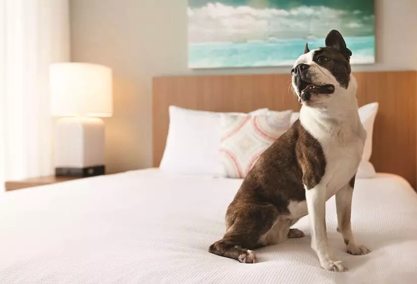 ２ダブルベッドのスタンダードルーム, Hyatt House Virginia Beach/oceanfront