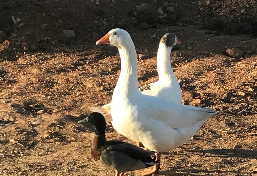 غرفة قياسية مزوَّدة بتراس, Agroturisme Son Barceló Mas