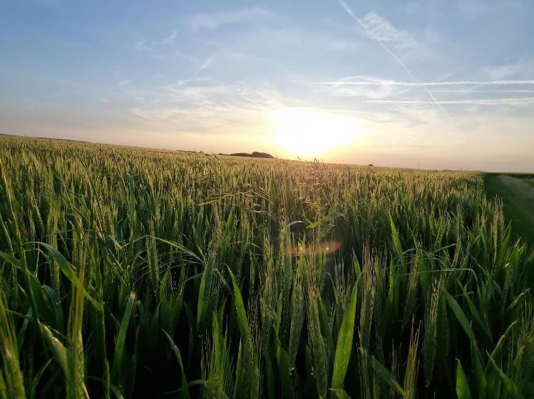Шале 1 Спальня, Les Glycines De Monchy  Chambres D Hôtes
