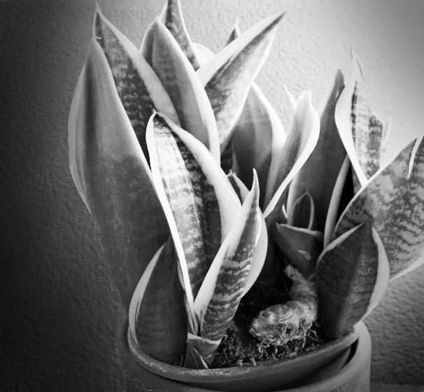 Номер Стандарт, Unico