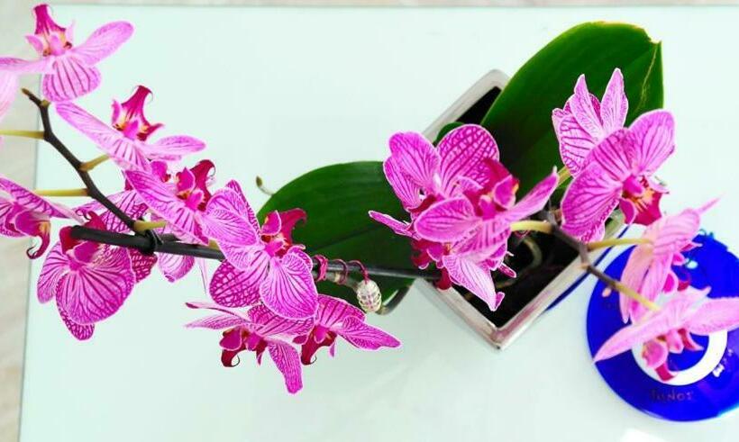 Классический Номер, Petasos Beach Resort & Spa Small Luxury Hotels Of The World