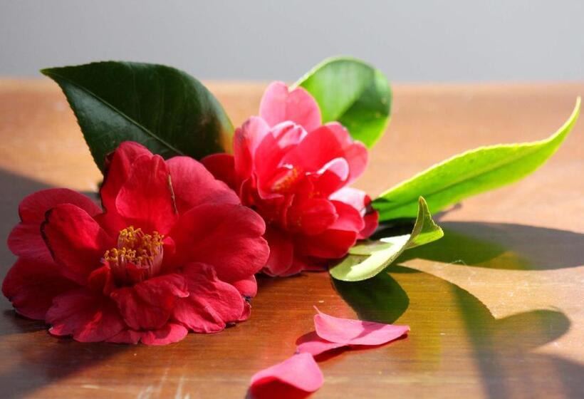 Номер Стандарт Совместная Ванная, Quinta Atlantis