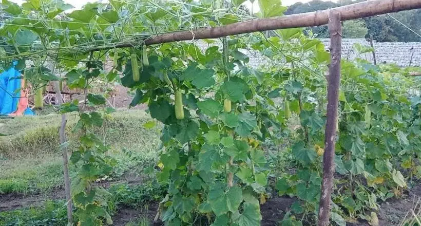 ビュー有りのスタンダードワンルーム, Smyleinn Farm