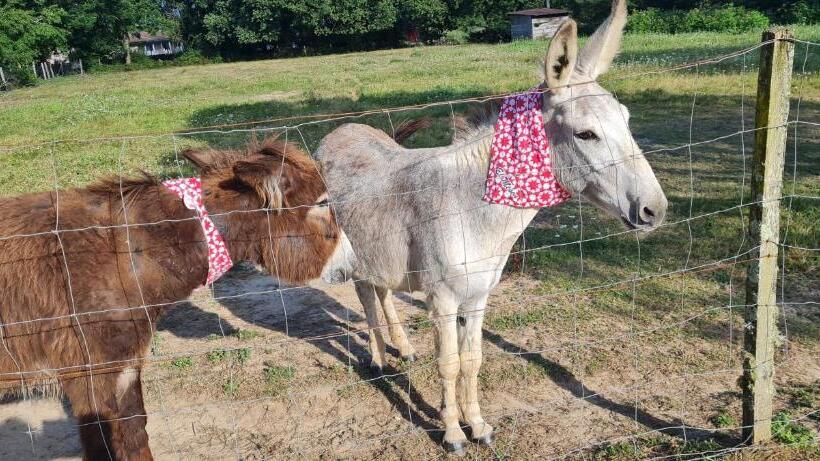 Номер Стандарт с Террасой, Domaine Castetbieilh