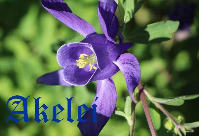 带1个卧室的带阳台的公寓, Gungl Stubn