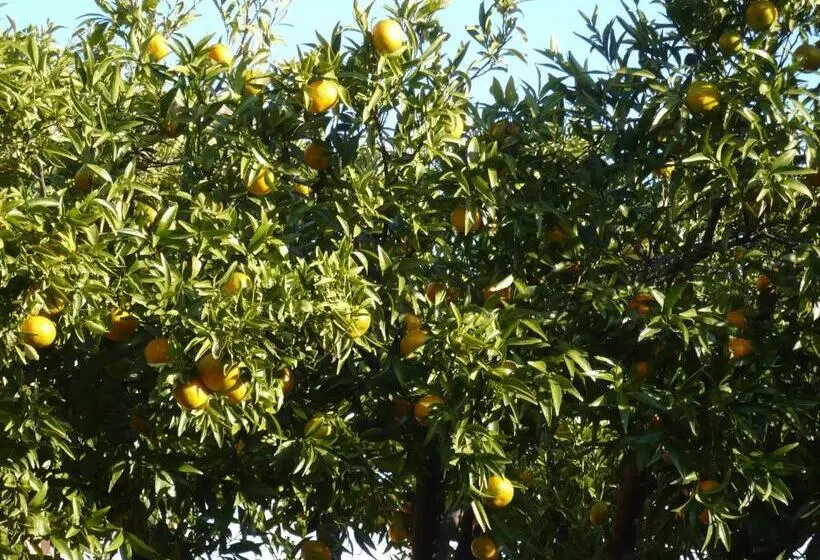 آپارتمان 1 خوابه با چشم‌انداز دریا, Azienda Agrituristica Villa Arianna