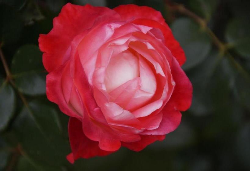 스탠다드 싱글 룸, Land Gut Hotel Landgasthof Zur Rose