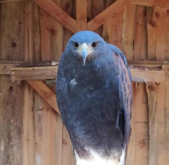 ファミリールーム, Le Camp Du Fauconnier