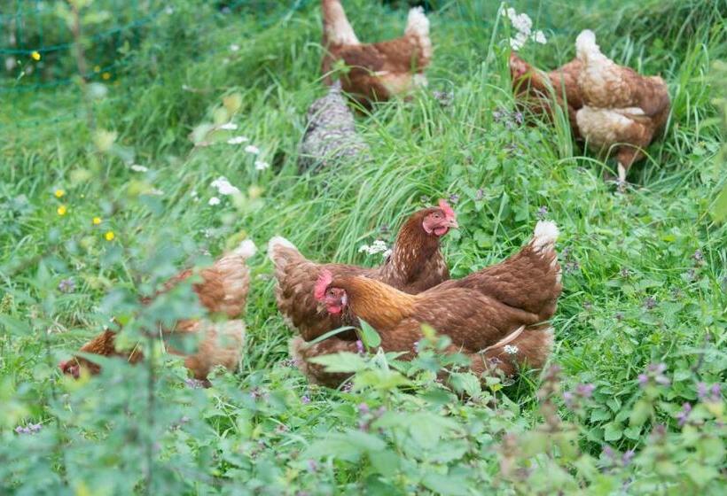 带1个卧室的公寓, Landsitz Pichlschloss