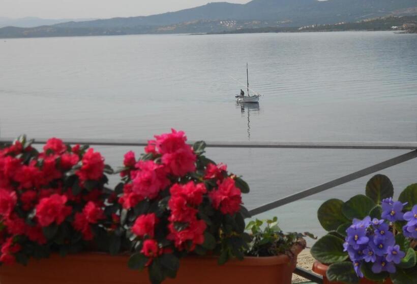 סוויטה עם טרסה, Tabby