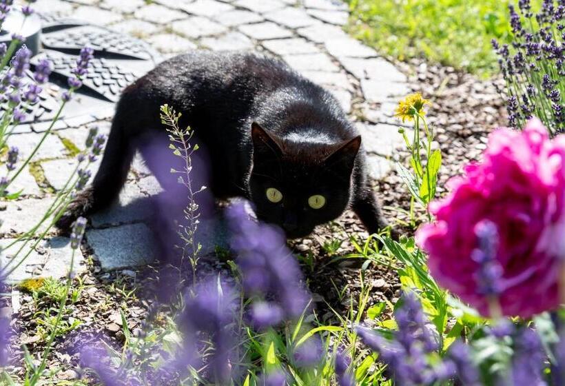 标准单人间, Landhotel Gottinger