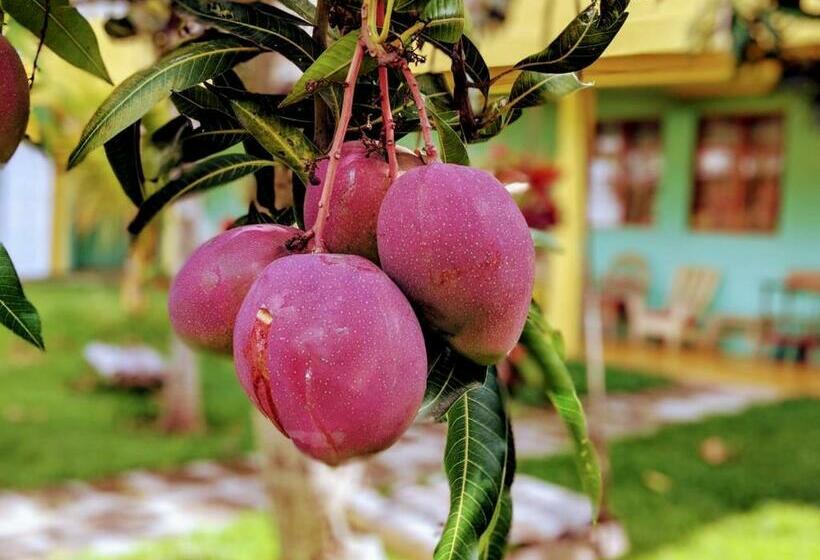 اتاق استاندارد با بالکن, Paraíso