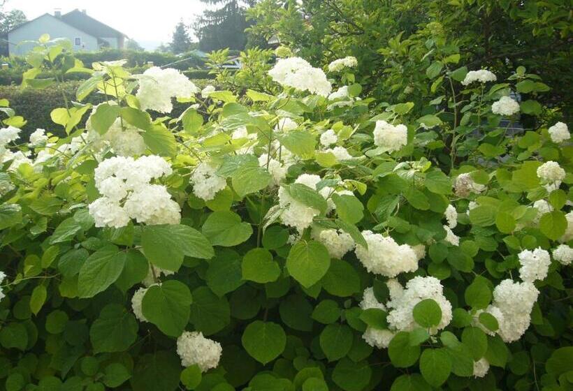 스탠다드 싱글 룸, Pension Hartmann