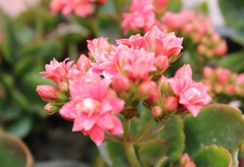 חדר סטנדרט, Su Campanile