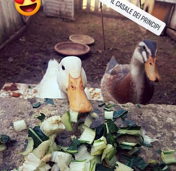 اتاق استاندارد با چشم‌انداز باغ, Il Casale Dei Principi