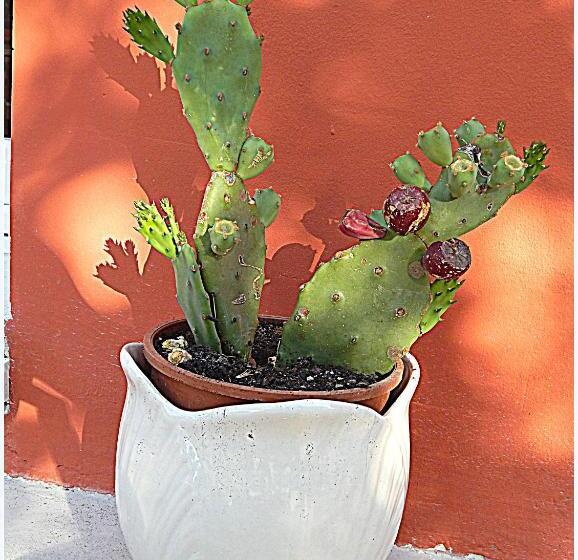 سوییت خانوادگی, Il Casale Dei Principi