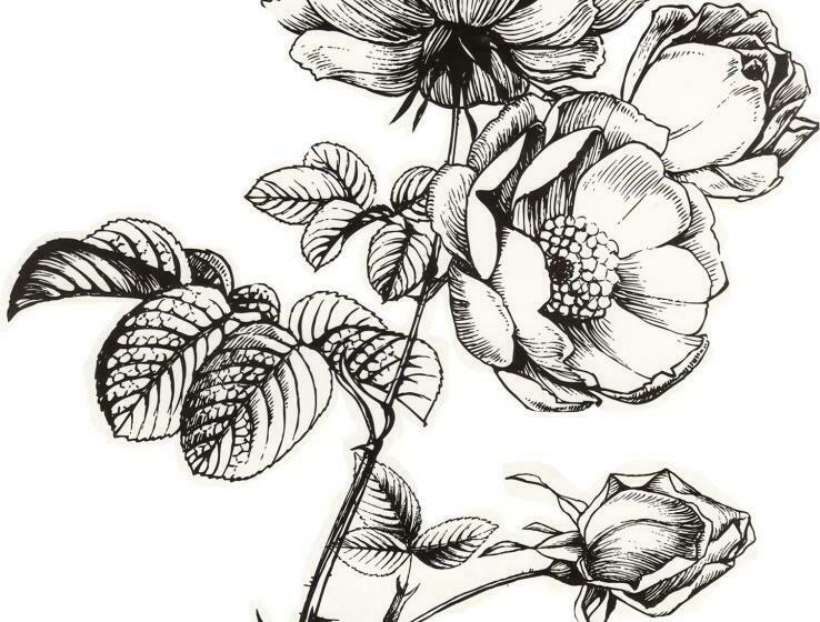 غرفة ديلوكس, B&b Duinroos De Koog   Texel