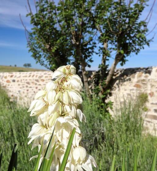 标准单人间, Auberge Dupuytren