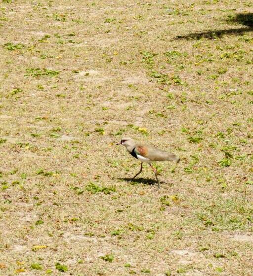 סוויטה, Hostel Capricórnio Carcará