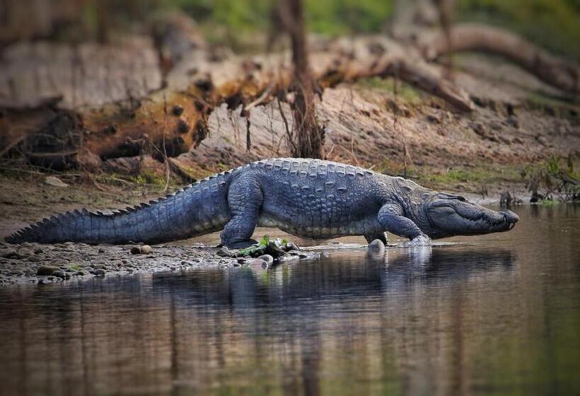 اتاق اکونومی, Town View