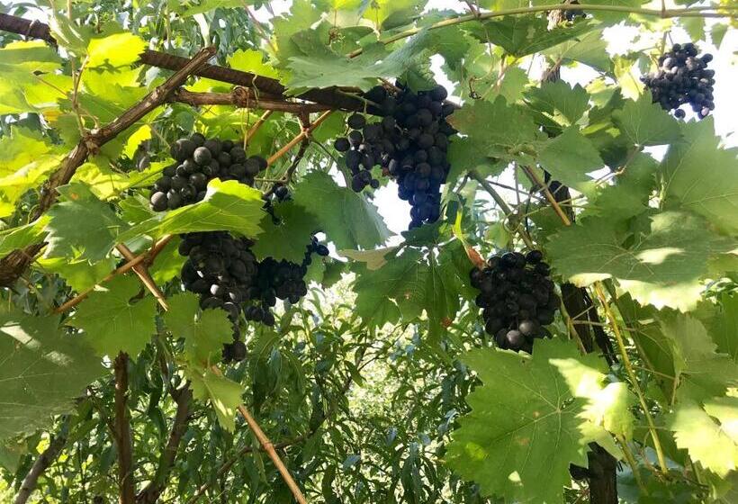 اتاق استاندارد با سرویس بهداشتی مشترک, Ekas Rosengarten